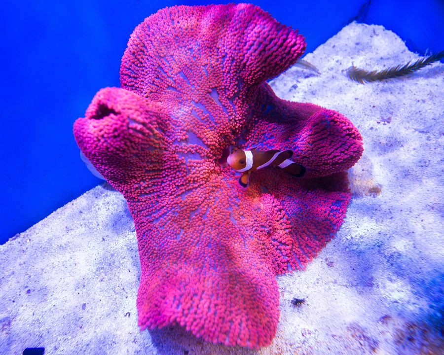 Amazing Red Carpet Anemone For Sale REEF2REEF Saltwater and Reef